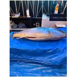 2068b2528a8dba6cab6c19821e5f3311