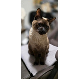 456aaca32c640798a9a30a3894303509