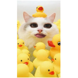 B0a737e6ab2fc7cf57bfeb32273cc8b2