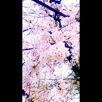 かれん|川崎市 川崎区東田町のキャバクラ|ARIANA(アリアナ)