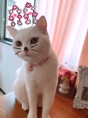 添付画像