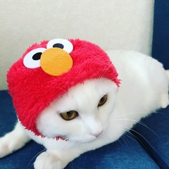 添付画像