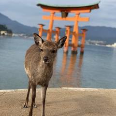 添付画像