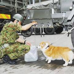 添付画像