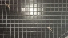 添付画像