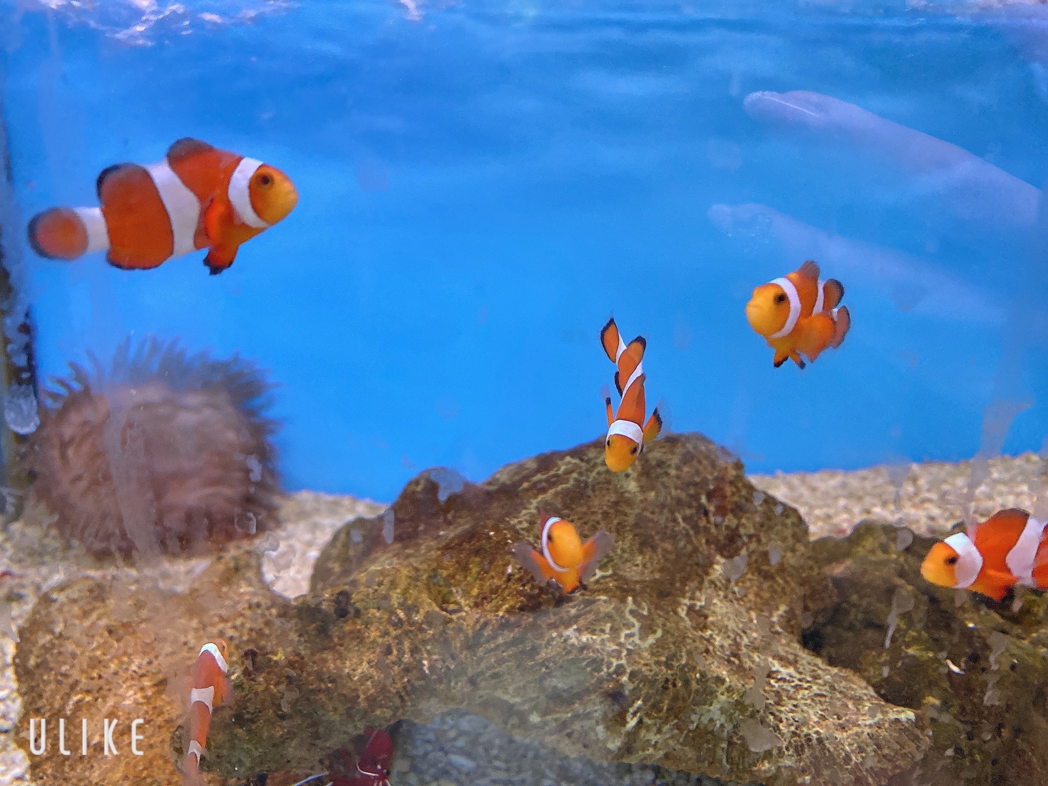 ニモ 2313 3 七々瀬 みらいの日記 ブログ By Club Spur シュプール 鹿児島市山之口町 キャバクラ